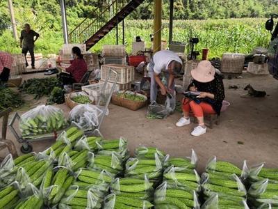 市農業(yè)農村局扎實推進農產品質量安全第二季度例行監(jiān)測抽樣工作